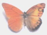 Appias nero (bilateral gynandromorph 22789) Internet Image property of respective owner, non-commercial use only